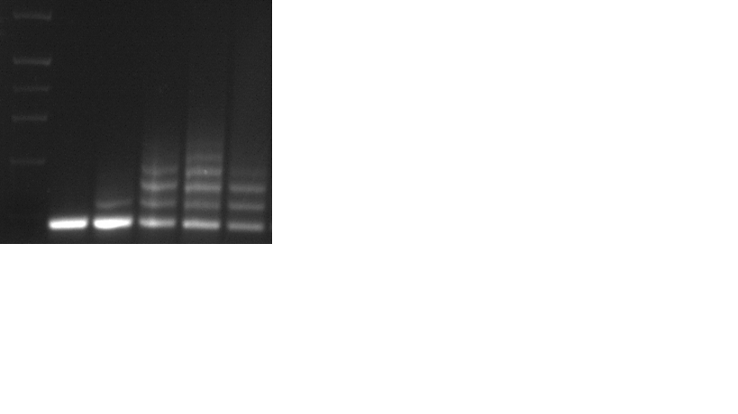 Evolution of the P C R artifacts over the rounds of aptamers selection. Lane 1 represents Hi-Lo ladder. Lane 2 represents the ssDNA library, lanes 3, 4, 5 and 6 represent PCR products from SELEX rounds one, two, three, and four respectively. All the DNAs were loaded on 1% agarose gel